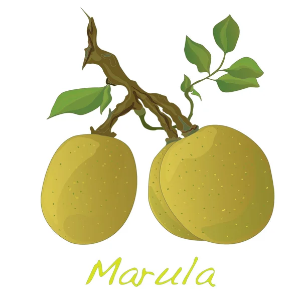 Marula fruit. Vector. — Stockvector