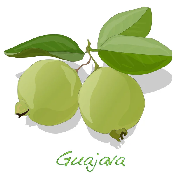 Psidium Guajava vector ilustración — Vector de stock