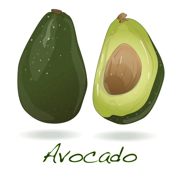 Avocado isoliert auf weiß — Stockvektor