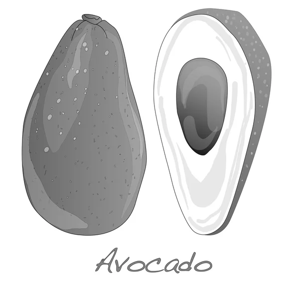 Avocado isoliert auf weiß — Stockvektor
