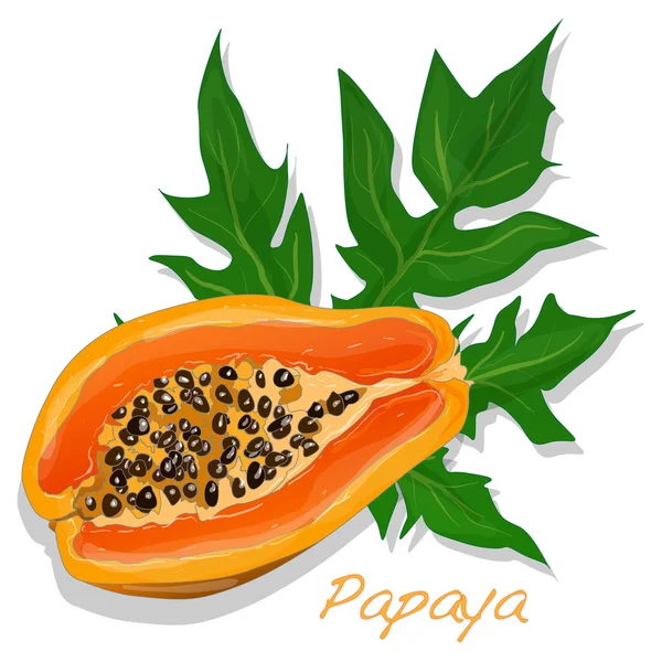 Vers en smakelijk papaya — Stockvector