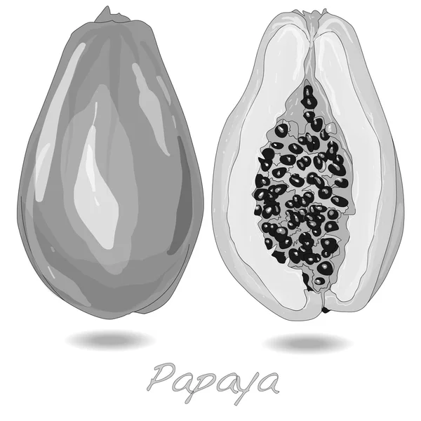 Vers en smakelijk papaya — Stockvector