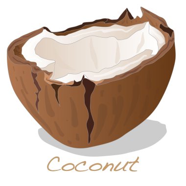 Hindistan cevizi vektör kesmek