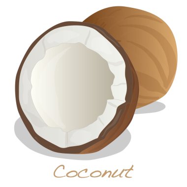 Hindistan cevizi vektör kesmek