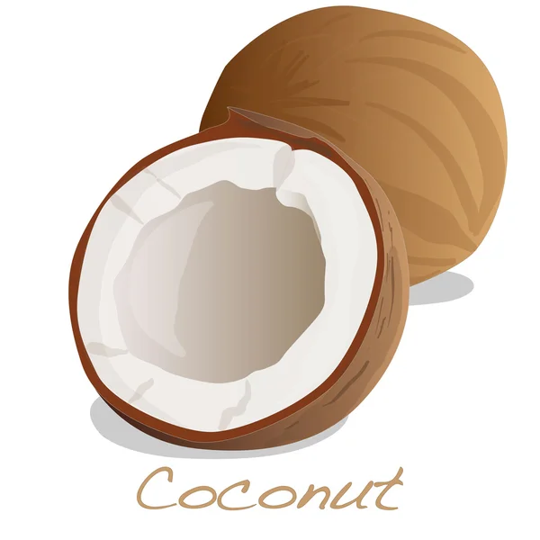 Vecteur de coupe de noix de coco — Image vectorielle