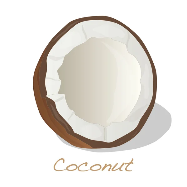 Vecteur de coupe de noix de coco — Image vectorielle