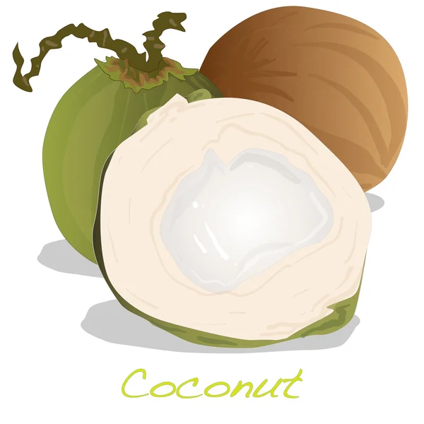 Vecteur de coupe de noix de coco — Image vectorielle