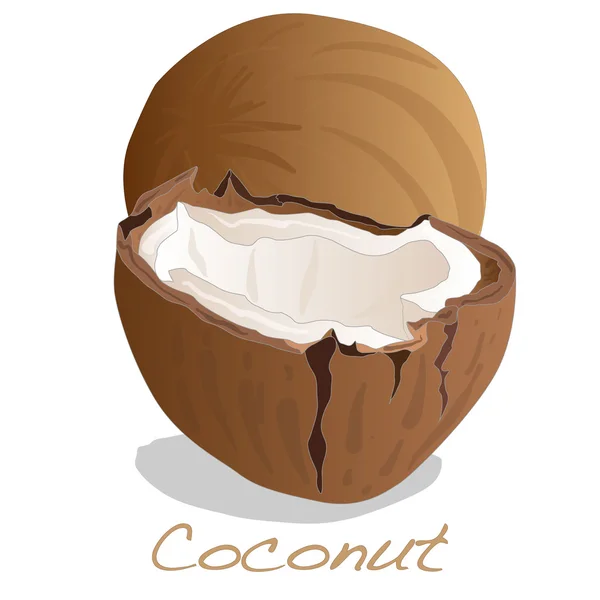 Vecteur de coupe de noix de coco — Image vectorielle