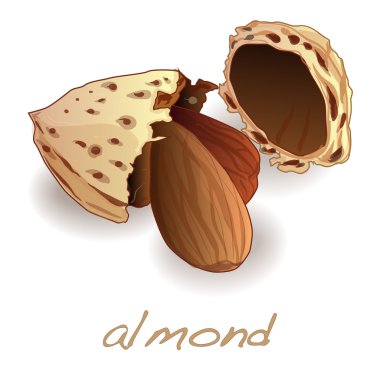 İzole badem vektör illustation 
