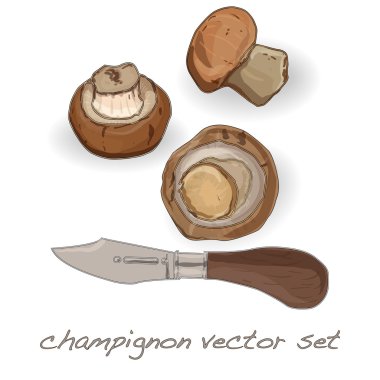 champignon vektör çizim ayarla