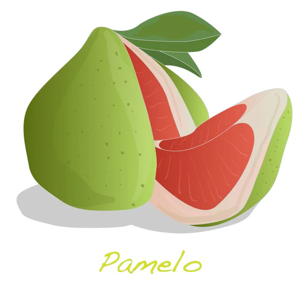 Pomelo o pomelo chino aislado — Vector de stock