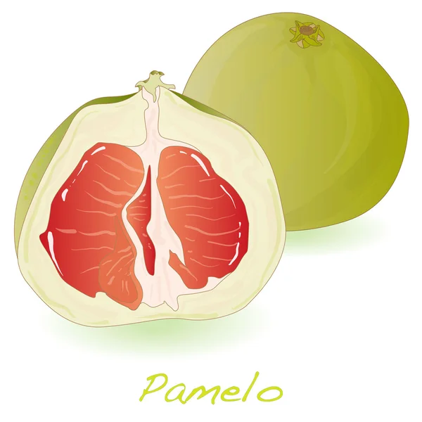 Pomelo of Chinese grapefruit geïsoleerd — Stockvector