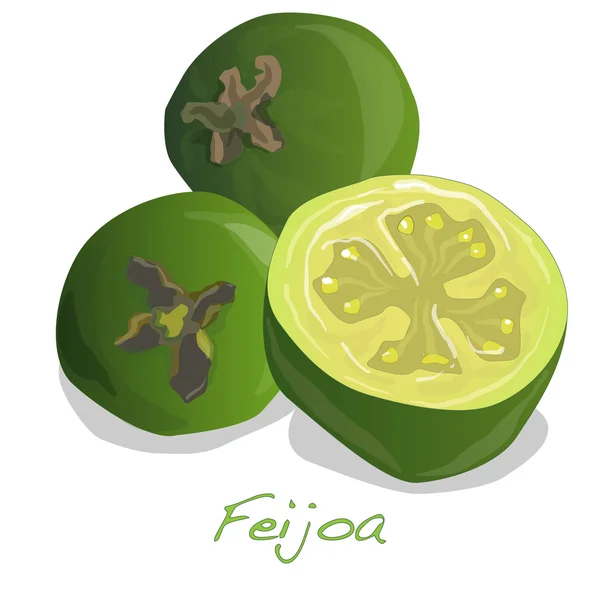 Frutas tropicales feijoa vector — Vector de stock