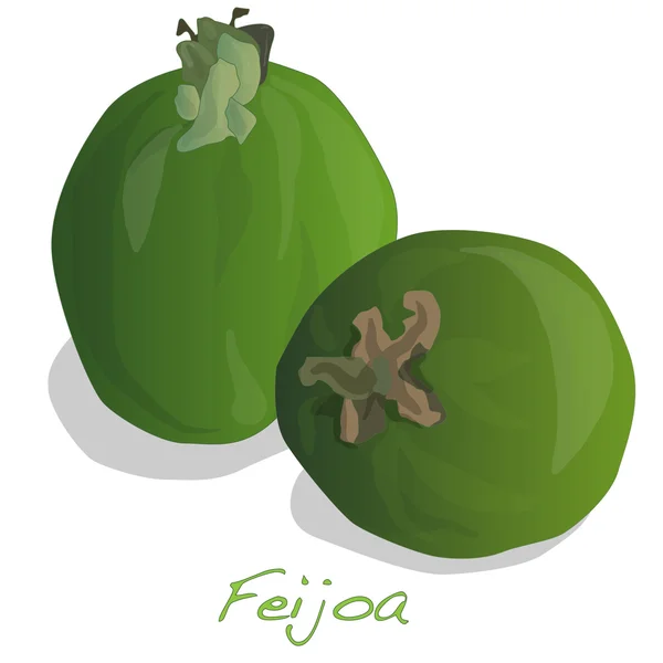 Τροπικά φρούτα διάνυσμα Φειζοα-Γκουαγιαμπο — Διανυσματικό Αρχείο