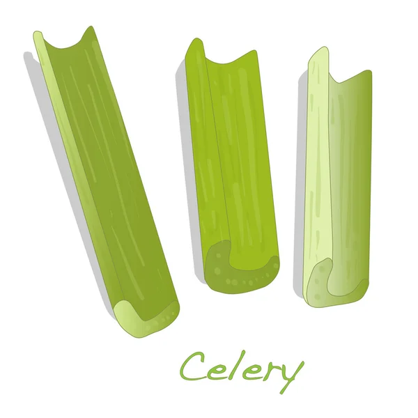 Green fresh celery isolated on white. — Stock Vector