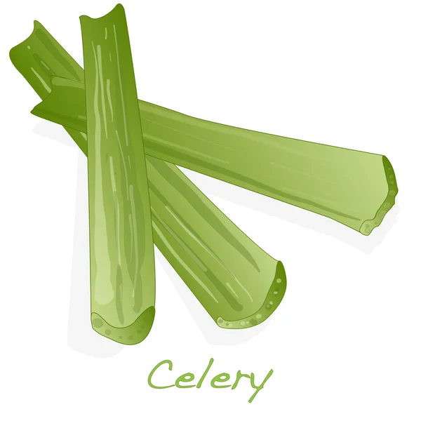 Green fresh celery isolated on white. — Stock Vector