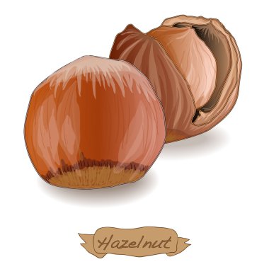 İzole fındık vektör