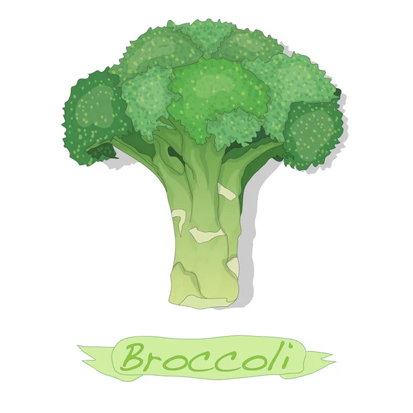 Vetor de brócolis isolado — Vetor de Stock