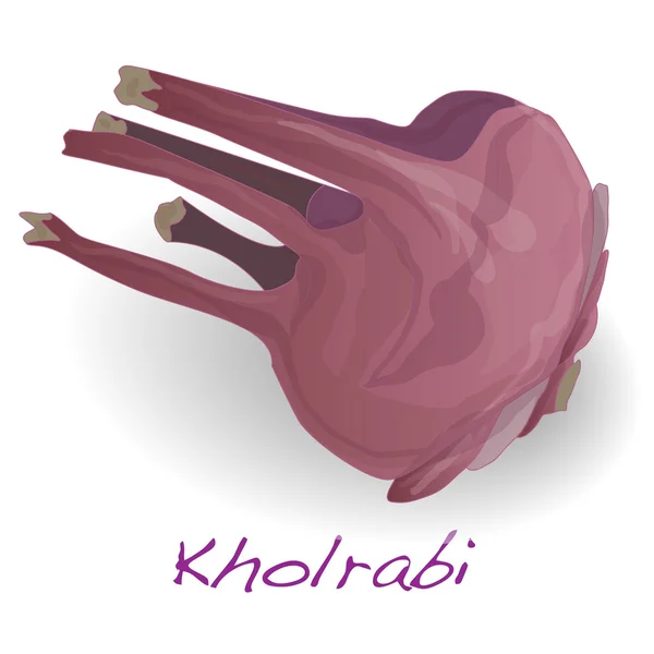 Frischer Kohlrabi — Stockvektor