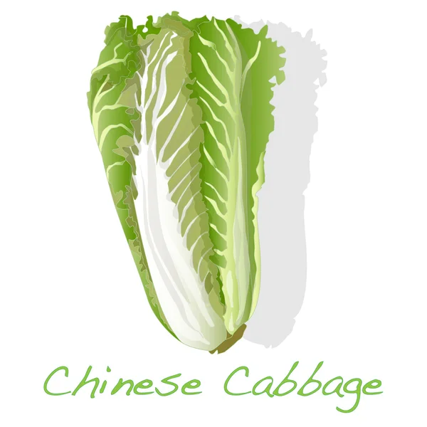 Fresh chinese cabbage vector — Stock Vector