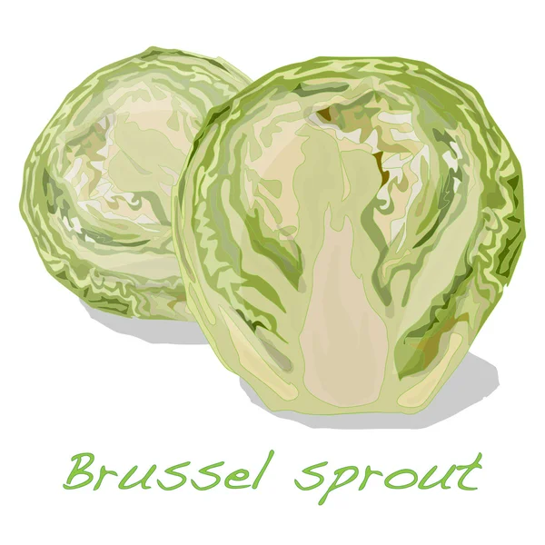 Brote de Bruselas aislado — Vector de stock