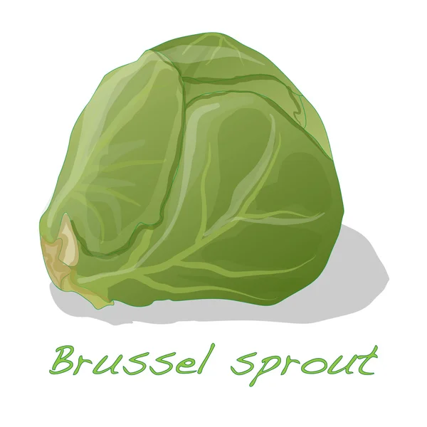Brussel 새싹 절연 — 스톡 벡터