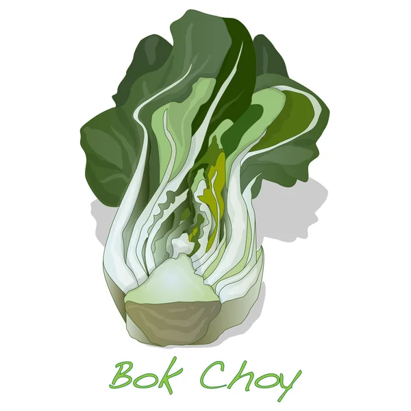 Bok choy vector vegetal — Vector de stock