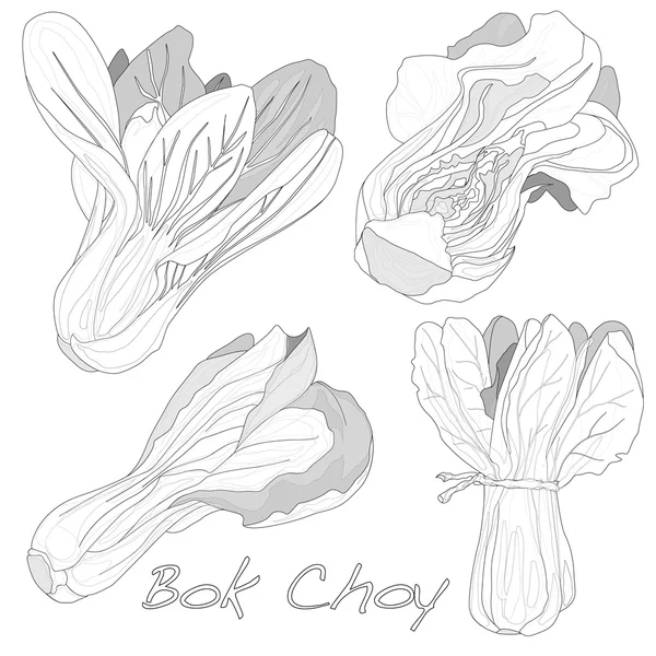 Bok choy vegetable vector — Stock Vector