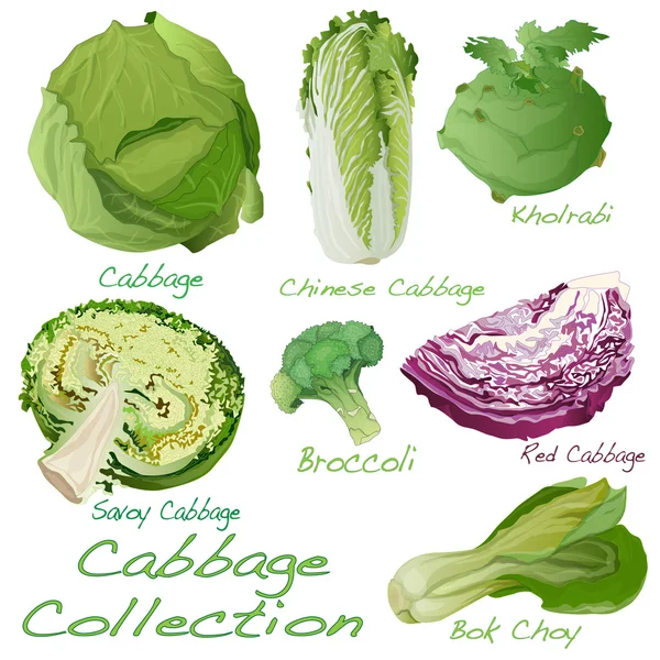 Cabbage Conjunto de imágenes — Vector de stock