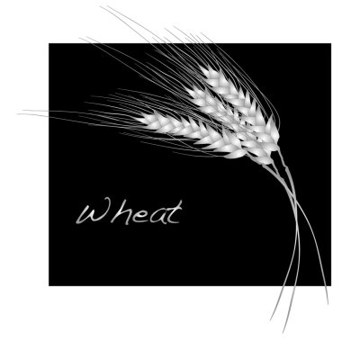 buğday illüstrasyon vektör