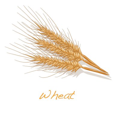 buğday illüstrasyon vektör