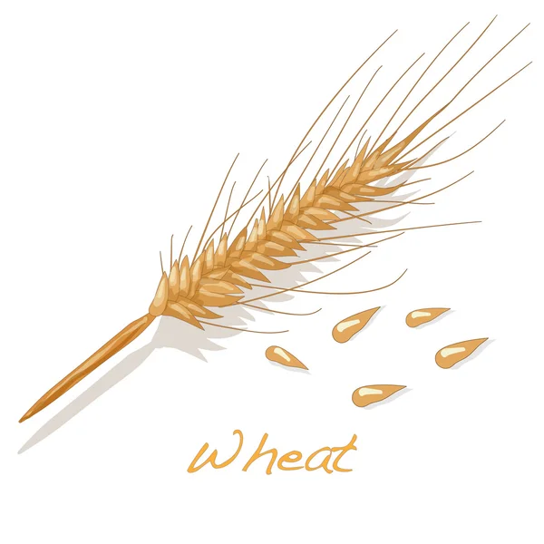 Wektor pszenicy — Wektor stockowy