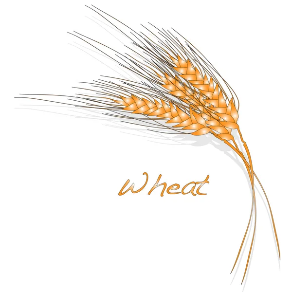 Vetor de ilustração do trigo — Vetor de Stock