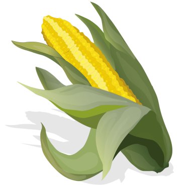 Sarı mısır koçanı üzerinde