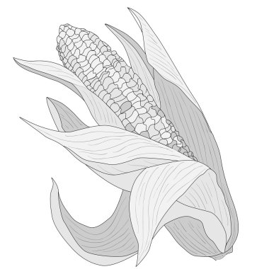 Sarı mısır koçanı üzerinde