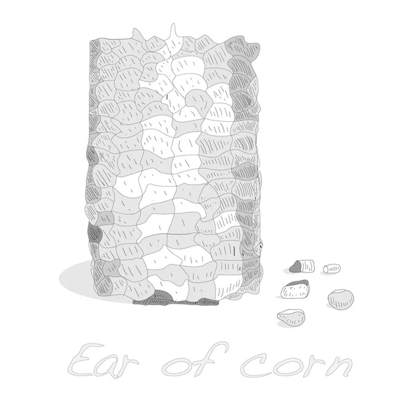 Maïs op de kolf kernels — Stockvector