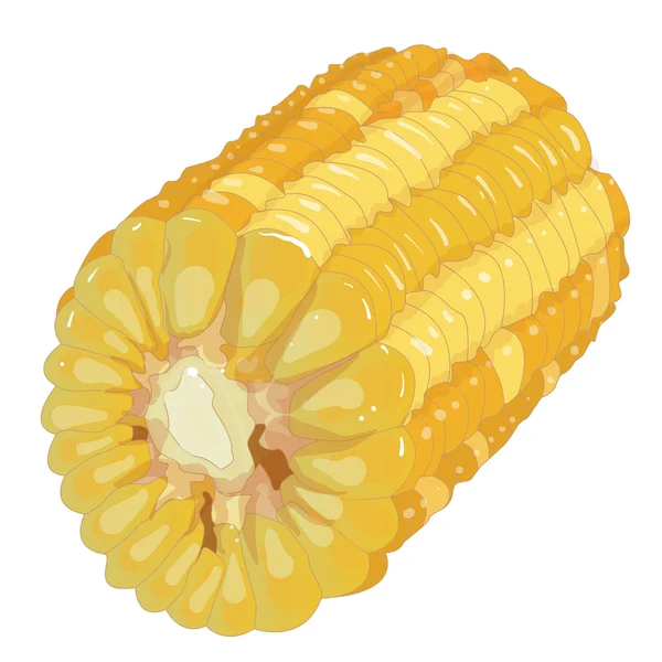 Corn on the cob kernels isolated — Stock Vector