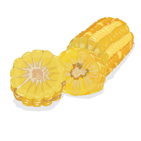 Corn on the cob kernels isolated — Stock Vector