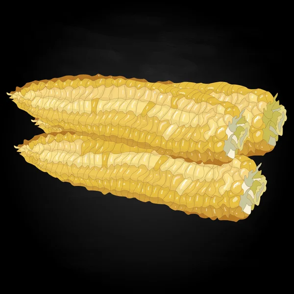 Кукуруза на зернах початков — стоковый вектор