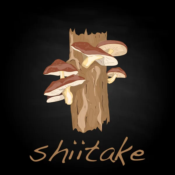 Shiitake vector ilustración — Archivo Imágenes Vectoriales