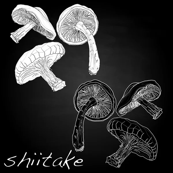 Shiitake vector illustratie — Stockvector