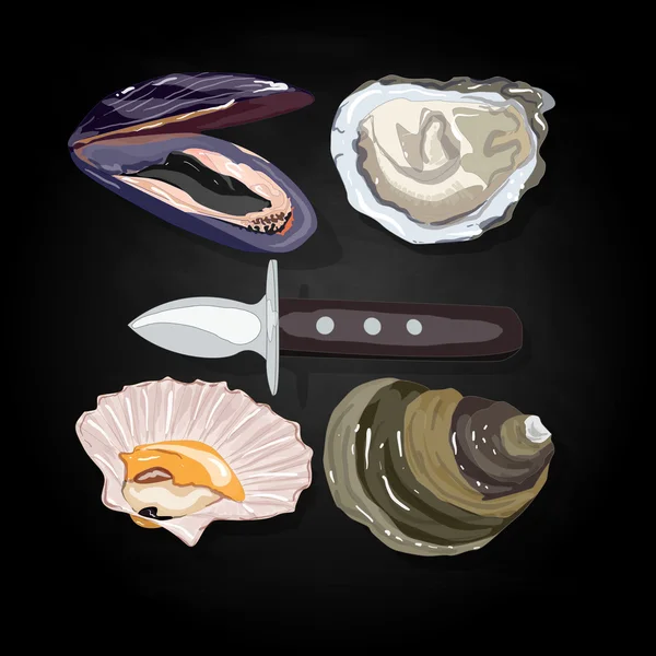 Coquilles marines Illustration vectorielle — Image vectorielle