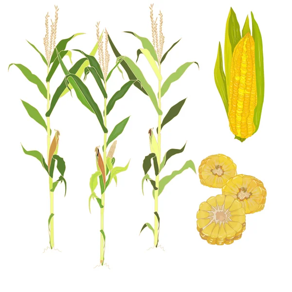 Corn vector illustration — Stock Vector