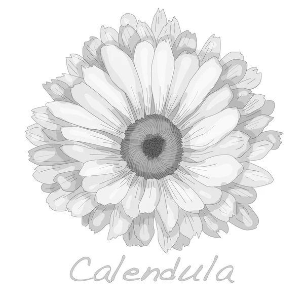 Illustration vectorielle Calendula — Image vectorielle