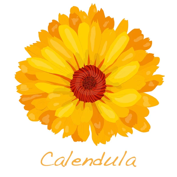 Calendula vector illustration — Stock Vector