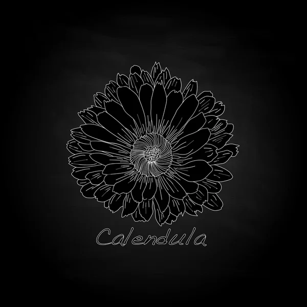 Illustration vectorielle Calendula — Image vectorielle