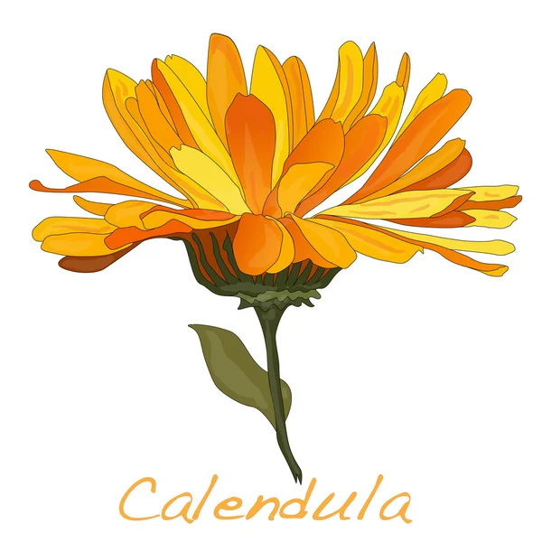 Calendula vektör çizim — Stok Vektör