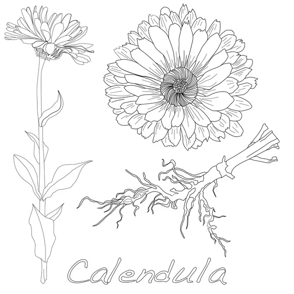 Calendula vektör çizim — Stok Vektör