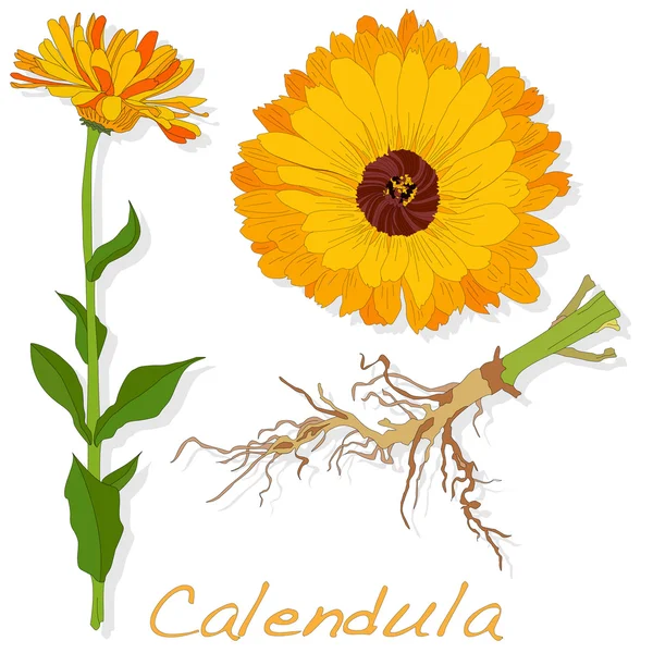 Illustrazione vettoriale Calendula — Vettoriale Stock