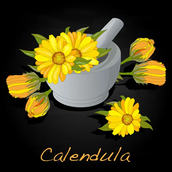 Calendula vektör çizim — Stok Vektör